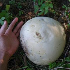 Calvatia gigantea aka Giant Puffball