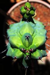 Myrtillocactus geometrizans