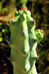 Myrtillocactus geometrizans