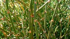 Ephedra gerardiana var sikkimensis