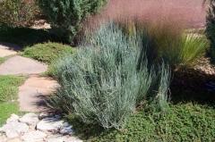 Ephedra equisetina