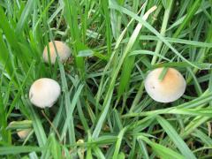 panaeolus cyanescens 4