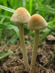 panaeolus cyanescens 6