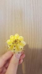 Albino cactus