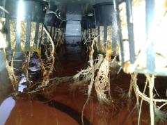 Root caramel