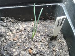 Ephedra chilensis SagiX