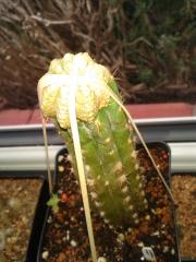 Aztekium ritterii degrafted and regrafted to Trichocereus pachanoi
