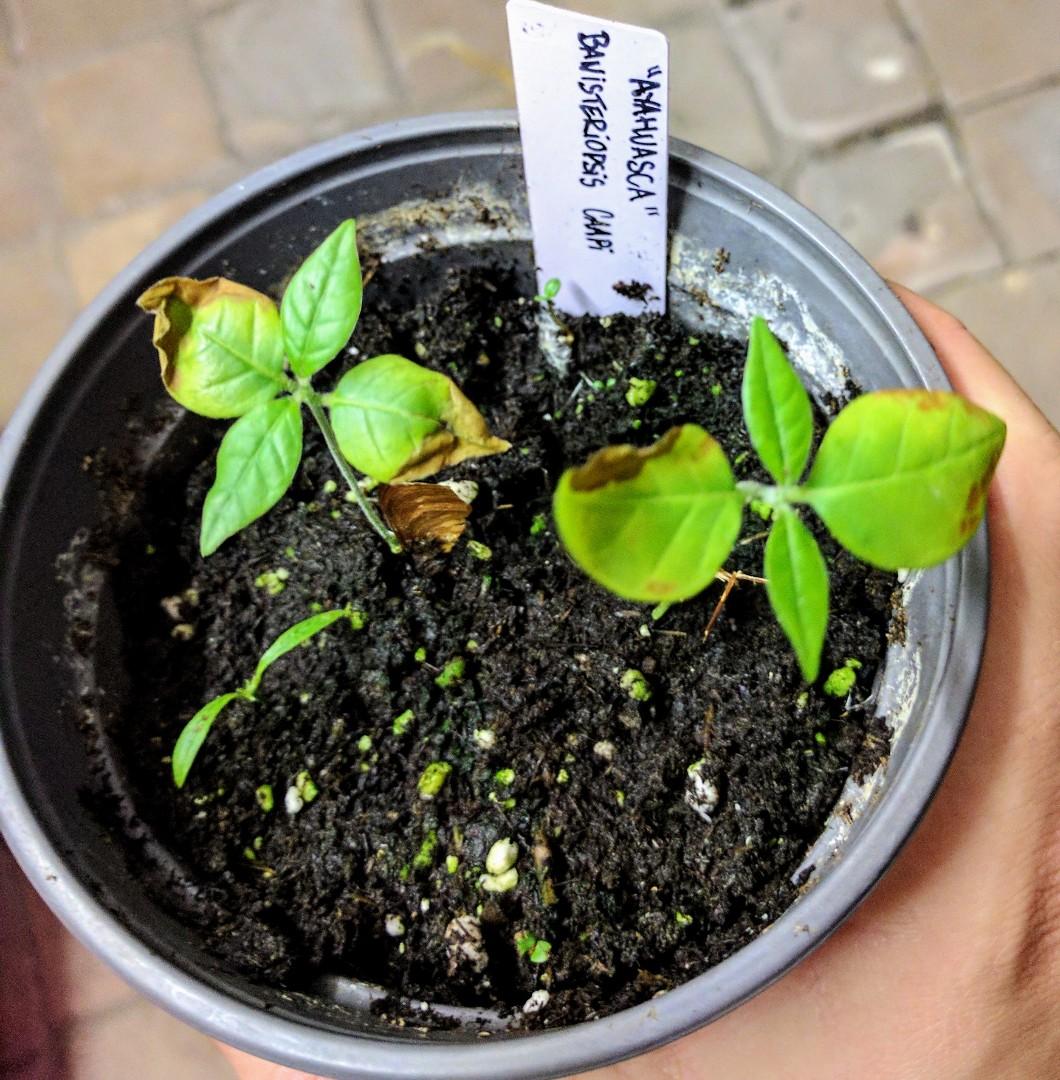 Banisteriopsis Caapi seedlings