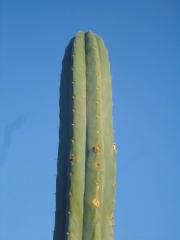 Trichcocereus bridgesii 'Short Spine