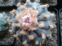 Lophophora williamsii M