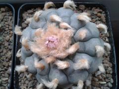 Lophophora williamsii L