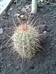 Trichocereus pasacana - sagix