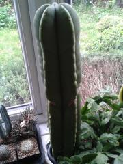 Trichocereus scopulicola 'Archie'