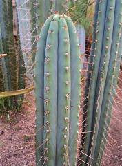 Trichocereus peruvianus 'MG Red Spine'