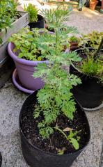 Wormwood (Artemisia Absinthium)