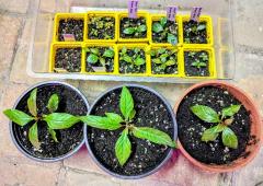 Kratom seedlings (Mitragyna Speciosa)