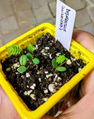 Desmanthus Illinoiensis seedlings