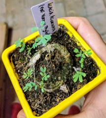 Acacia Acuminata (Narrow Phyllodes variety)