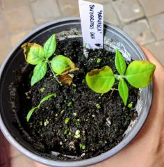 Banisteriopsis Caapi seedlings