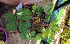 Sensitive Plant (Mimosa Pudica)