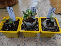 Khat seedlings (Catha Edulis)