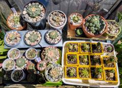 Lophophoras & Ariocarpus greenhouse