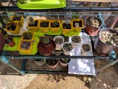 Peyote seedlings, Matucana Madisoniorum...