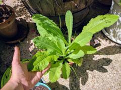 Lactuca Virosa