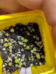 Variegated Lophophora Seedling