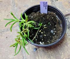 Delosperma Cooperi