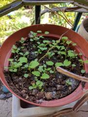 Marijuanilla seedlings (Leonotis Nepetifolia)