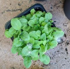 Virginia Gold Tobacco (Nicotinia Tabacum)