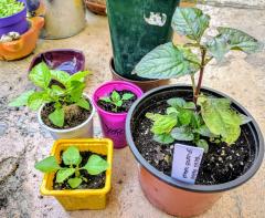 Spilanthes Oleracea seedlings and budding plant