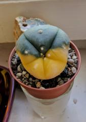 Variegated Lophophora Williamsii