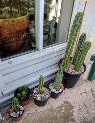 Trichocereus Family