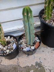 Bridgesii Cutting