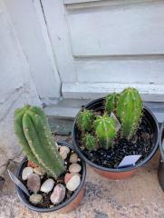 Trichocereus Pachanoi