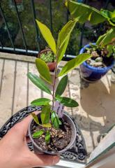 Ilex Paraguaiensis (Yerba Maté)