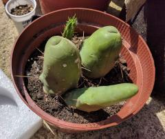 Bridgesii Monstrose (Penis Plant)