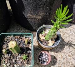 Opuntia Cylindrica