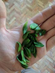 Fresh Kanna Leaves Ready to be Prepared