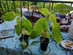 Salvia Divinorum cuttings