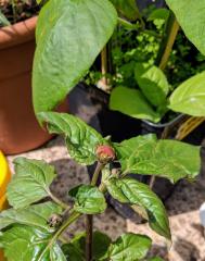 Flowering Spilanthes Oleracea