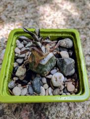 "Monstrose" Ariocarpus Kotschoubeyanus