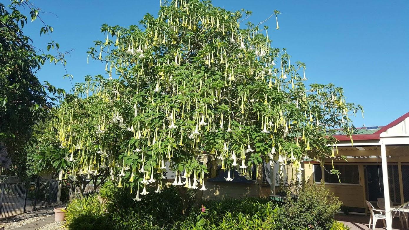 Brugmansia