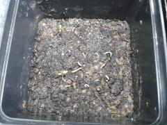Tagetes lucida 1st success after years 2017-06-04 - kykeon uk