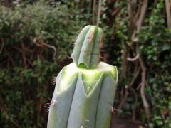 Trichocereus macrogonus papaizinha repair