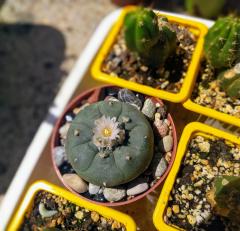 Williamsii Flower