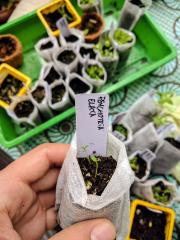 Psychotria Elata Seedlings