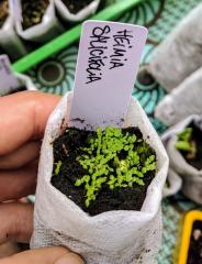 Sinicuichi seedlings